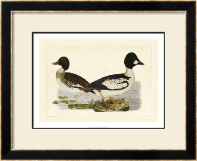 Duck I by John Selby Pricing Limited Edition Print image