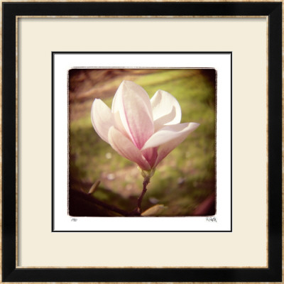 Spring Magnolia by Rebecca Tolk Pricing Limited Edition Print image