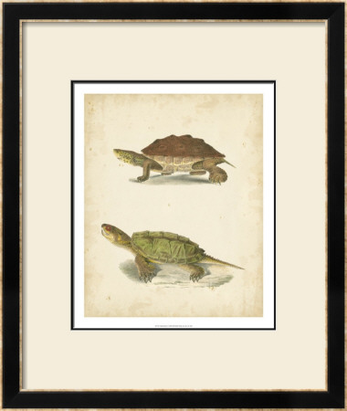 Turtle Duo Ii by J.W. Hill Pricing Limited Edition Print image