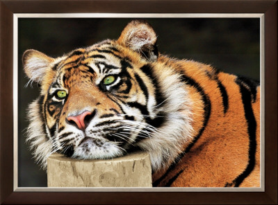 Lazy Tiger by Toni Wallbank Pricing Limited Edition Print image