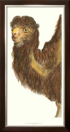 Elongated Camel by Marechal Pricing Limited Edition Print image