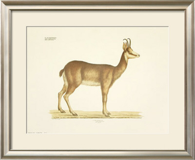 Antelope by Georg August Goldfuss Pricing Limited Edition Print image