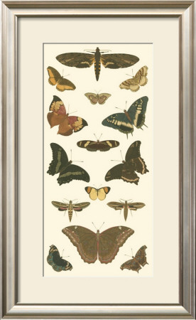 Cramer Butterfly Panel Ii by Pieter Cramer Pricing Limited Edition Print image