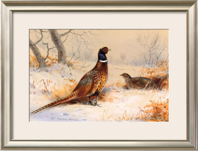 Cock And Hen Pheasant by Archibald Thorburn Pricing Limited Edition Print image
