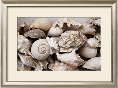 Still Life With Shells by Rene & Barbara Stoeltie Pricing Limited Edition Print image