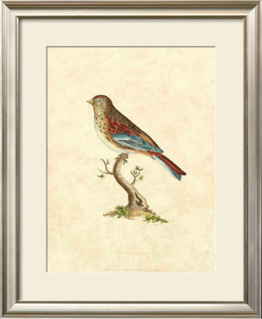 Selby Birds Iv by Prideaux John Selby Pricing Limited Edition Print image
