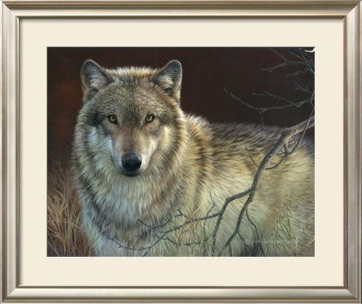 Uninterrupted Stare: Gray Wolf by Joni Johnson-Godsy Pricing Limited Edition Print image