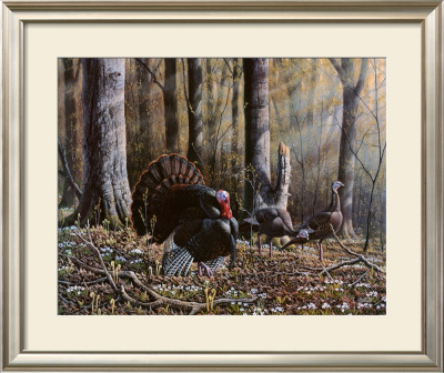 Wild Turkeys by Wilhelm J. Goebel Pricing Limited Edition Print image