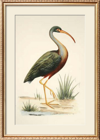 Water Birds I by H. L. Meyer Pricing Limited Edition Print image