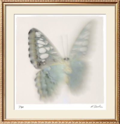 Butterfly Study 6 by Claude Peschel Dutombe Pricing Limited Edition Print image