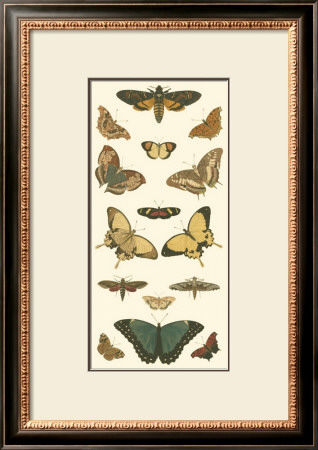 Cramer Butterfly Panel I by Pieter Cramer Pricing Limited Edition Print image