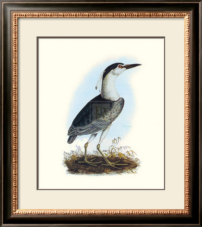 Night Heron by S Selby Pricing Limited Edition Print image