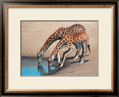 Two Giraffes In Namibia by Roland Lobig Pricing Limited Edition Print image