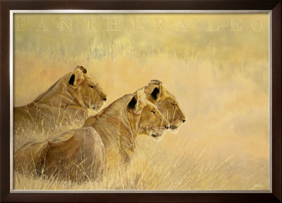Panthera Leo by Danielle Beck Pricing Limited Edition Print image