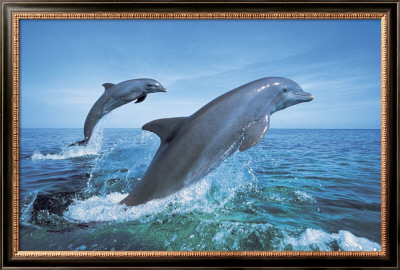 Bottlenose Dolphins by Brandon Cole Pricing Limited Edition Print image