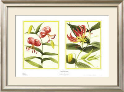 Tiger Lily Petites by Barbara Brown Pricing Limited Edition Print image
