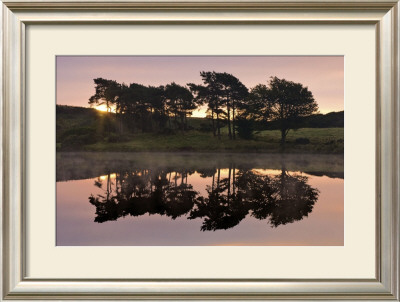 Trees In Reflection I by Robert Strachan Pricing Limited Edition Print image