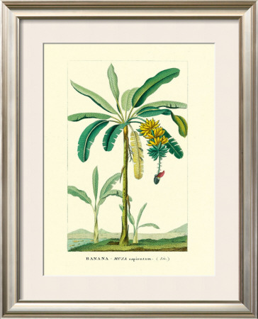 Banana, Musa Sapientum by Ch. Lemaire Pricing Limited Edition Print image