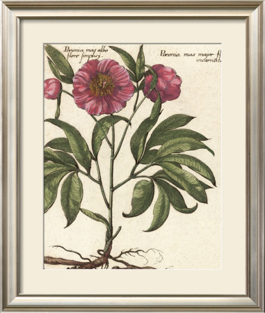 Giant Peony Ii by Ludwig Van Houtte Pricing Limited Edition Print image