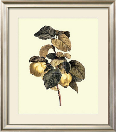 Quinces by Pancrace Bessa Pricing Limited Edition Print image