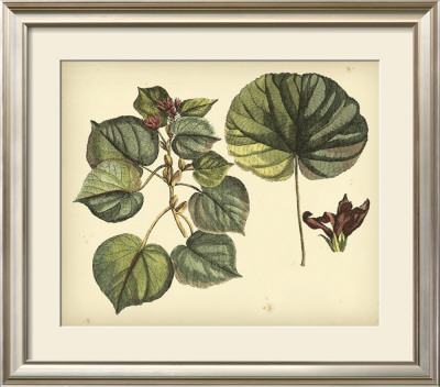 Antique Mangrove Tree by Sir Hans Sloane Pricing Limited Edition Print image