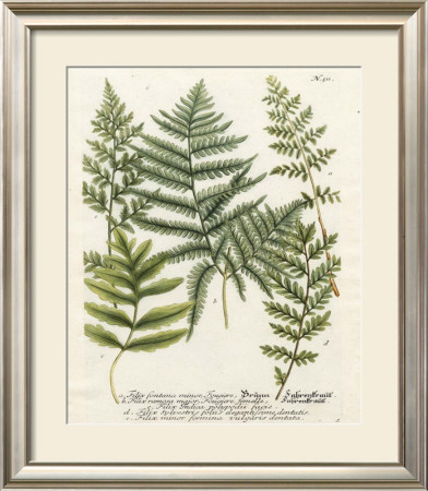 Fern Gathering Ii by Johann Wilhelm Weinmann Pricing Limited Edition Print image