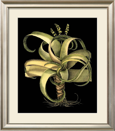 Dramatic Aloe I by Basilius Besler Pricing Limited Edition Print image