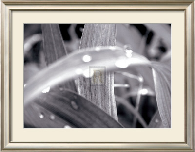After The Rain Ii by Douglas Yan Pricing Limited Edition Print image