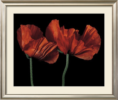 Papaver Orientale I by Derek Harris Pricing Limited Edition Print image