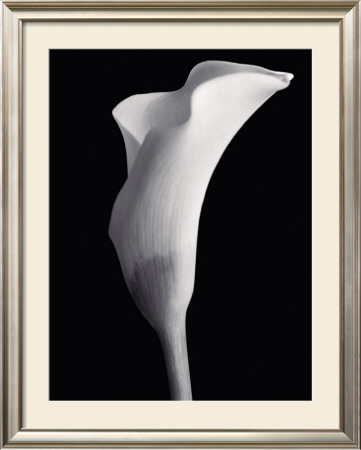 Monochrome Cala by Helen Maynard Pricing Limited Edition Print image