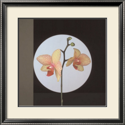 Orchids, C.1988 by Robert Mapplethorpe Pricing Limited Edition Print image
