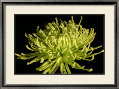 Fuji Mum Iv by Renee Stramel Pricing Limited Edition Print image