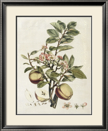 Miller's Bounty Ii by John Miller (Johann Sebastien Mueller) Pricing Limited Edition Print image