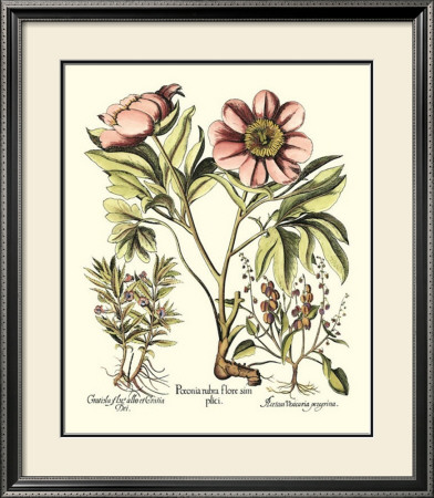 Framboise Floral Ii by Basilius Besler Pricing Limited Edition Print image