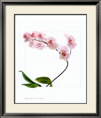 Orchid Blooms by Dana Sohm Pricing Limited Edition Print image