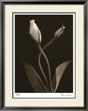 White Lisianthus Iii by Donna Geissler Pricing Limited Edition Print image