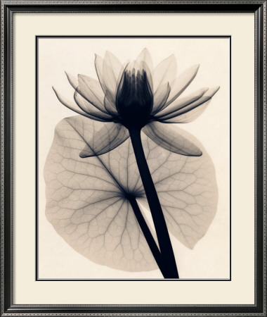 Tropical Water Lily by Judith Mcmillan Pricing Limited Edition Print image