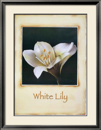 White Lily by Richard Penn Pricing Limited Edition Print image
