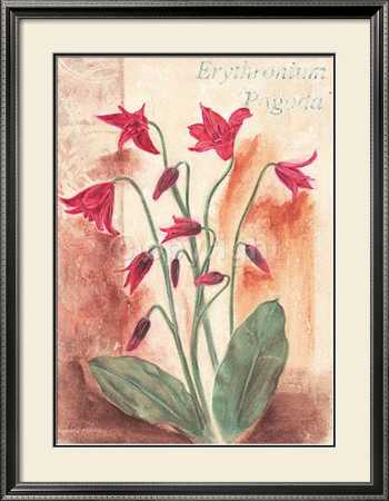 Dainty Erythronium by Anna Gardner Pricing Limited Edition Print image