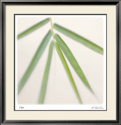 Bamboo Study 8 by Claude Peschel Dutombe Pricing Limited Edition Print image