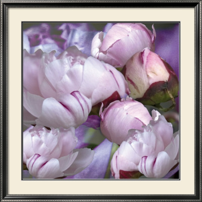 Pivoines, 2008 by Anne Montiel Pricing Limited Edition Print image