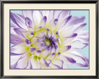 Dahlia In Teal Ii by George Fossey Pricing Limited Edition Print image