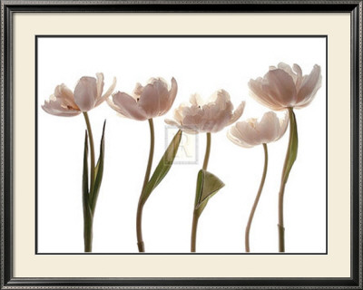 Aprile Tulipano by Katja Marzahn Pricing Limited Edition Print image