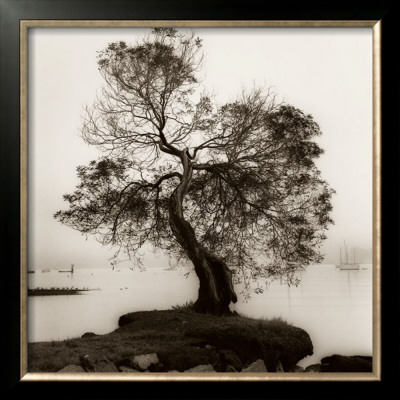 Coast Oak Tree by Alan Blaustein Pricing Limited Edition Print image