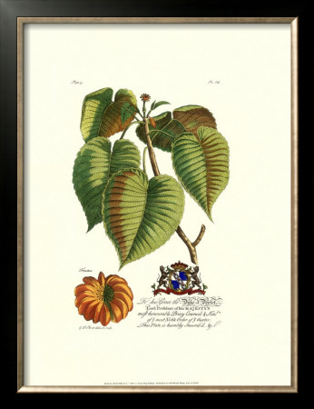 Royal Botanical I by Georg Dionysius Ehret Pricing Limited Edition Print image