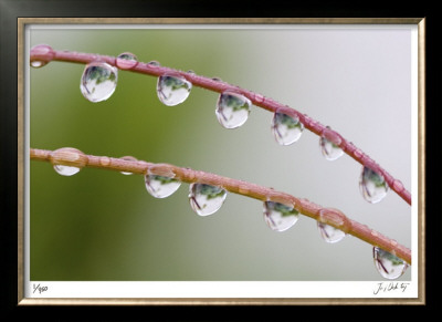 Wild Grasses Ii by Joy Doherty Pricing Limited Edition Print image