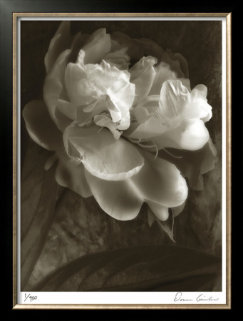 Twilight Peony by Donna Geissler Pricing Limited Edition Print image