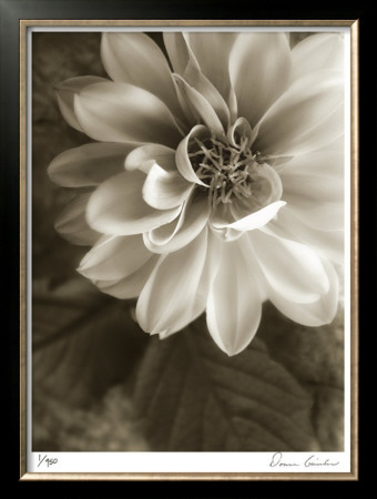 Twilight Dahlia by Donna Geissler Pricing Limited Edition Print image