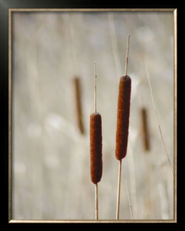 Cattails by Steven Mitchell Pricing Limited Edition Print image