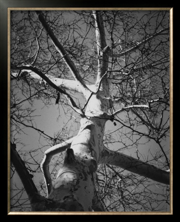Classic Birch I by Ethan Harper Pricing Limited Edition Print image
